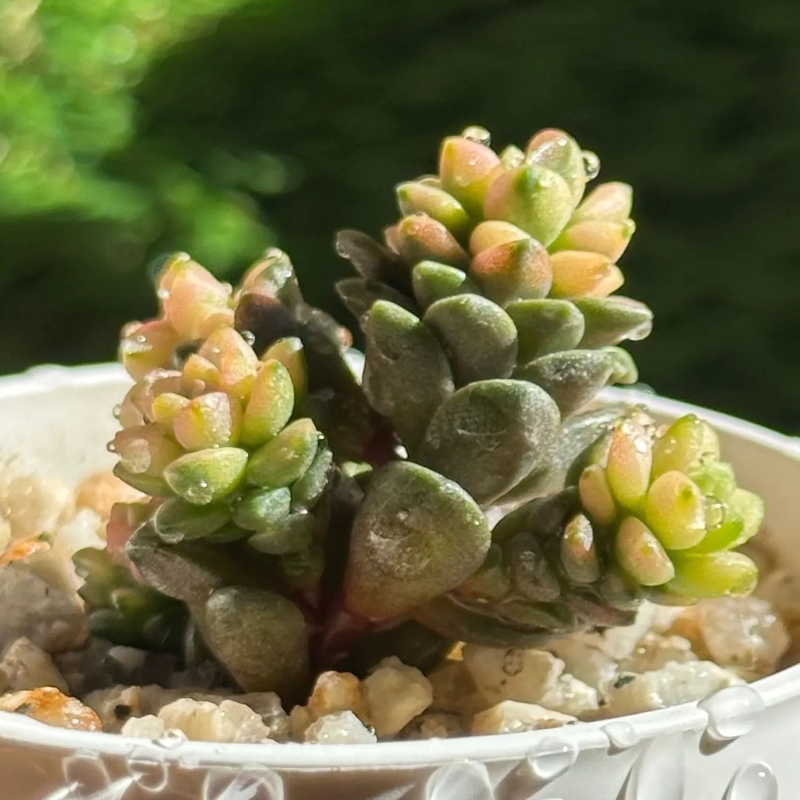 クリームノーセダム リトルジェム紅錦 韓国苗 多肉植物 - メルカリ クリームノーセダム リトルジェム紅錦 韓国苗 多肉植物 - メルカリ