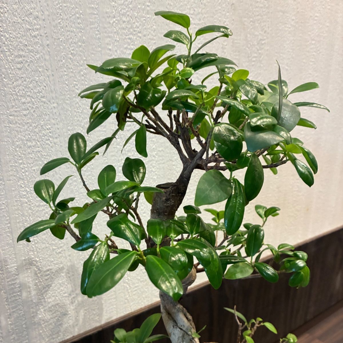 昇り龍みたいな縁起が良さげな仕立て