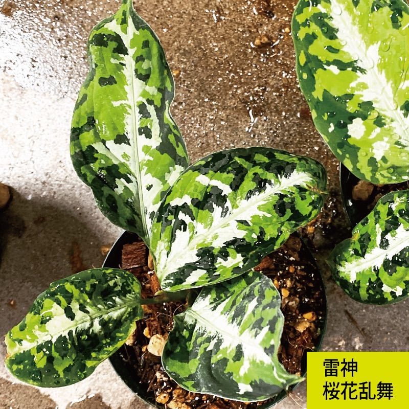 アグラオネマ専用培養土 - メルカリ