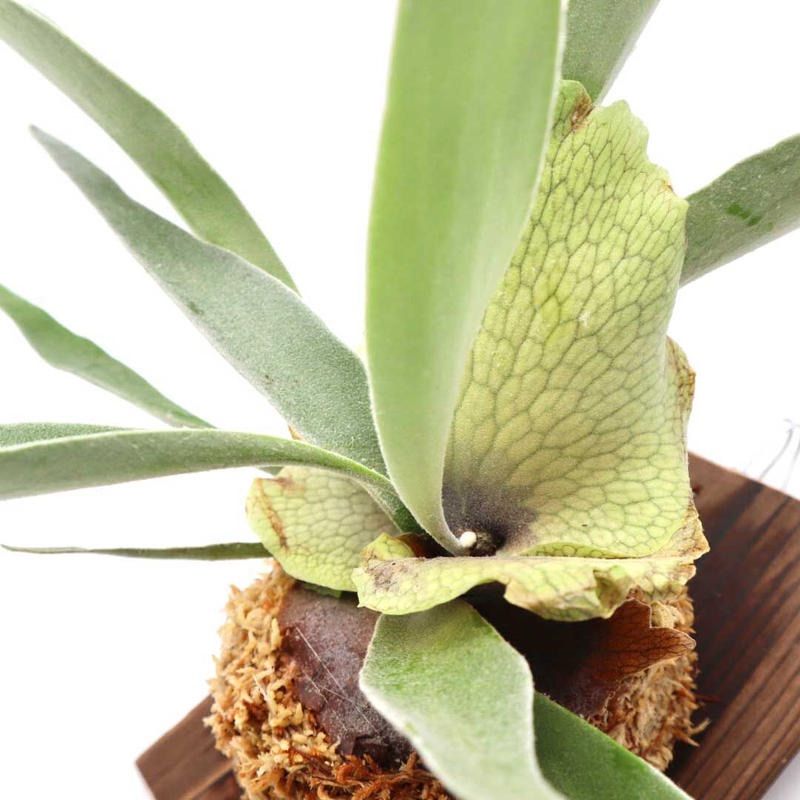 値下げ日　ビカクシダ　ワリチー　大株 ビカクシダ ワリチー 大株