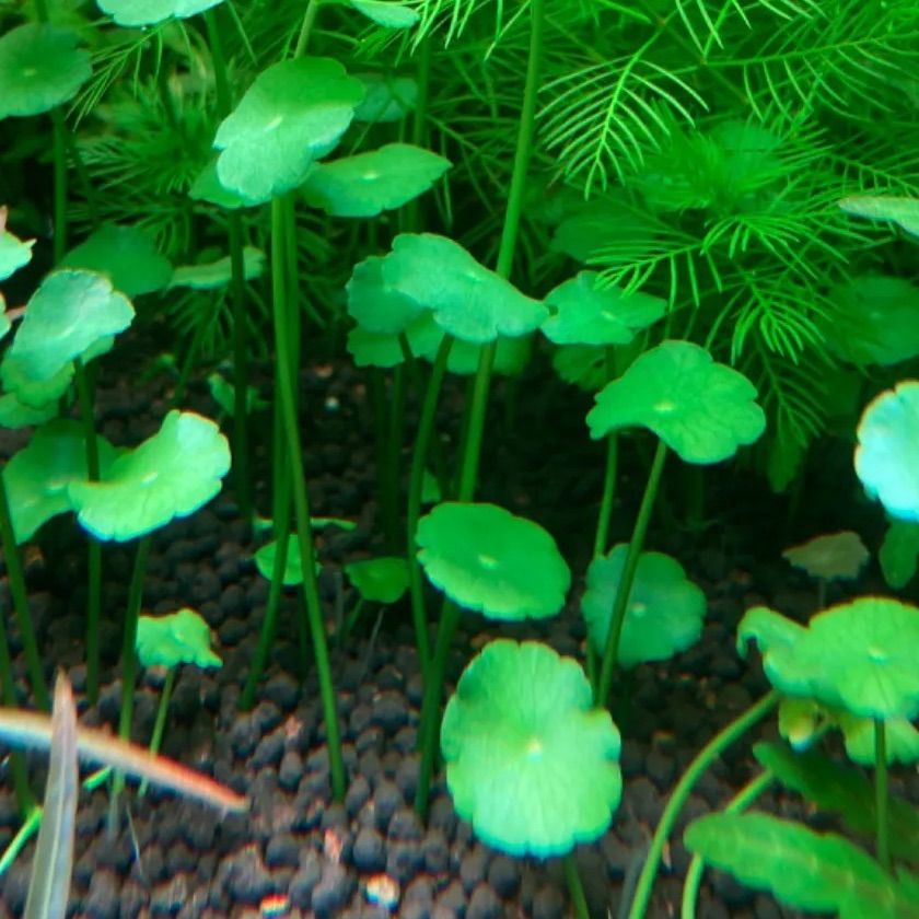 水草 水上葉 ピグミーマッシュルーム 無農薬 郵送 最新発見 - 水草育成