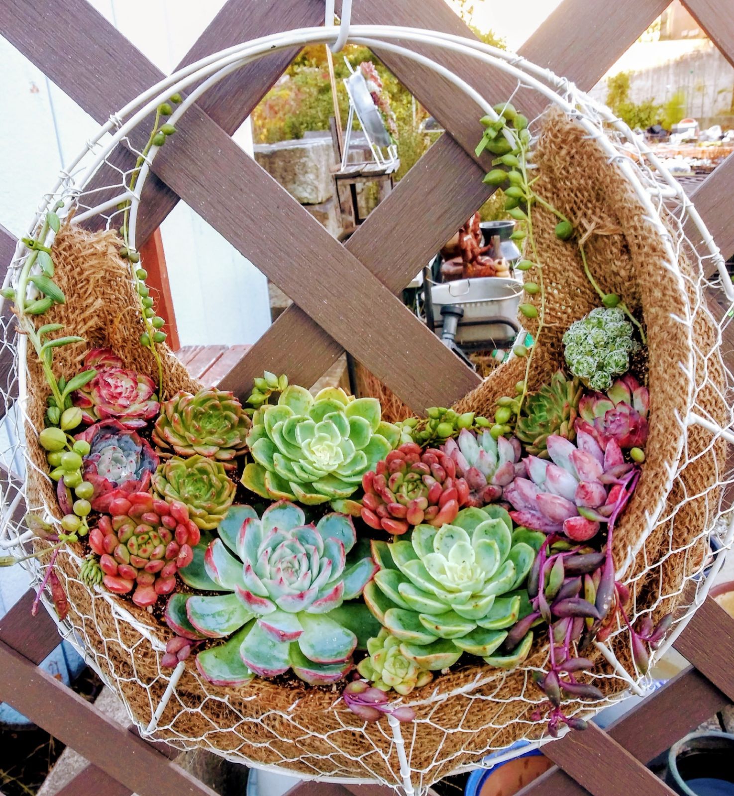 多肉植物　寄せ植え　リース　ww 楽天市場】多肉植物 寄せ植え おしゃれ 多肉セメントリース ミニ