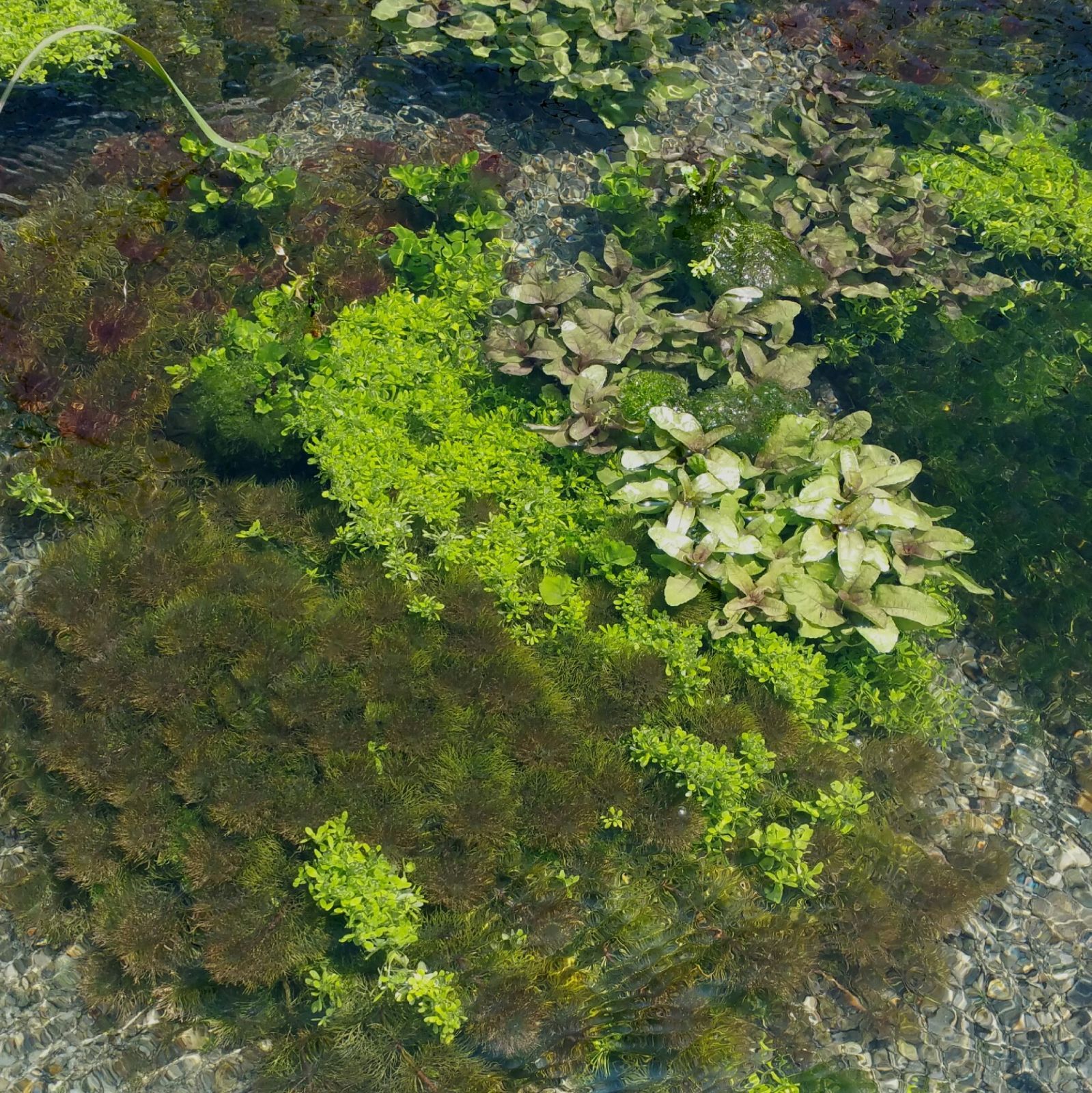 クールで発送 500本以上 阿蘇の湧水で育った水草 天然アナカリス 100本