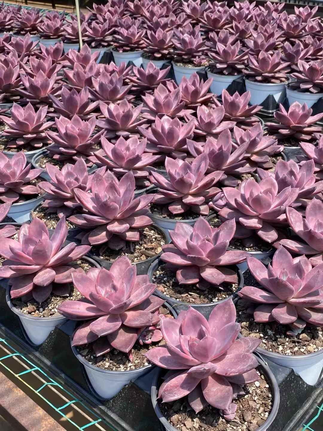 No.19】アガベ パリートランカータ 紅黒棘 アガベ パリーのおすすめ