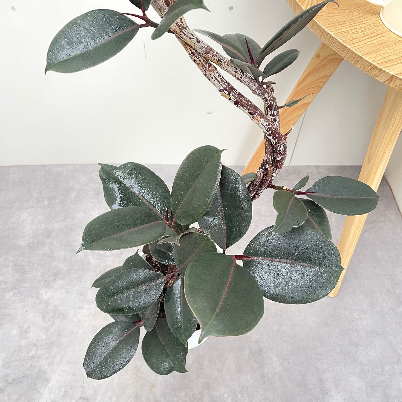 バーガンディ 曲がり