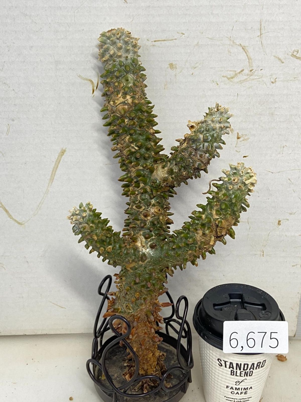 6675 「塊根植物」チレコドン ワリチー 抜き苗【最新到着・Tylecodon wallichii・多肉植物】 - メルカリ