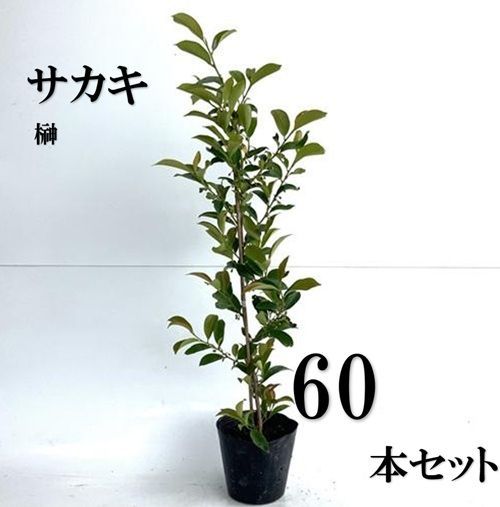 60本セット サカキ ホンサカキ 本榊樹高0.6m前後15cmポット