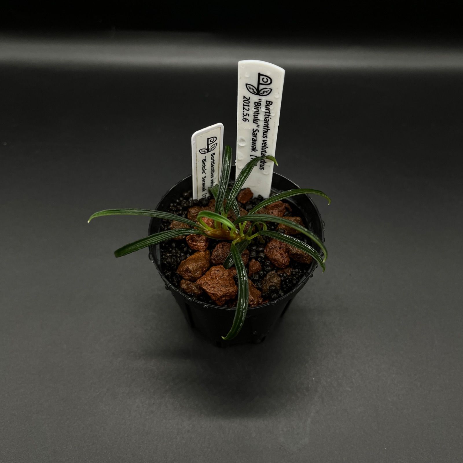 Burttianthus velutandrus Bintulu Sarawak TB