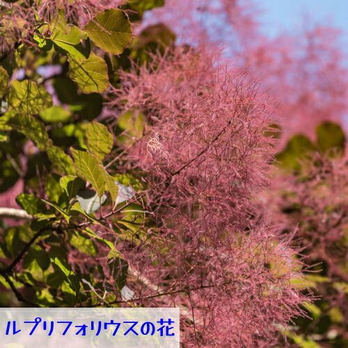 7号鉢 3年物メス株選抜