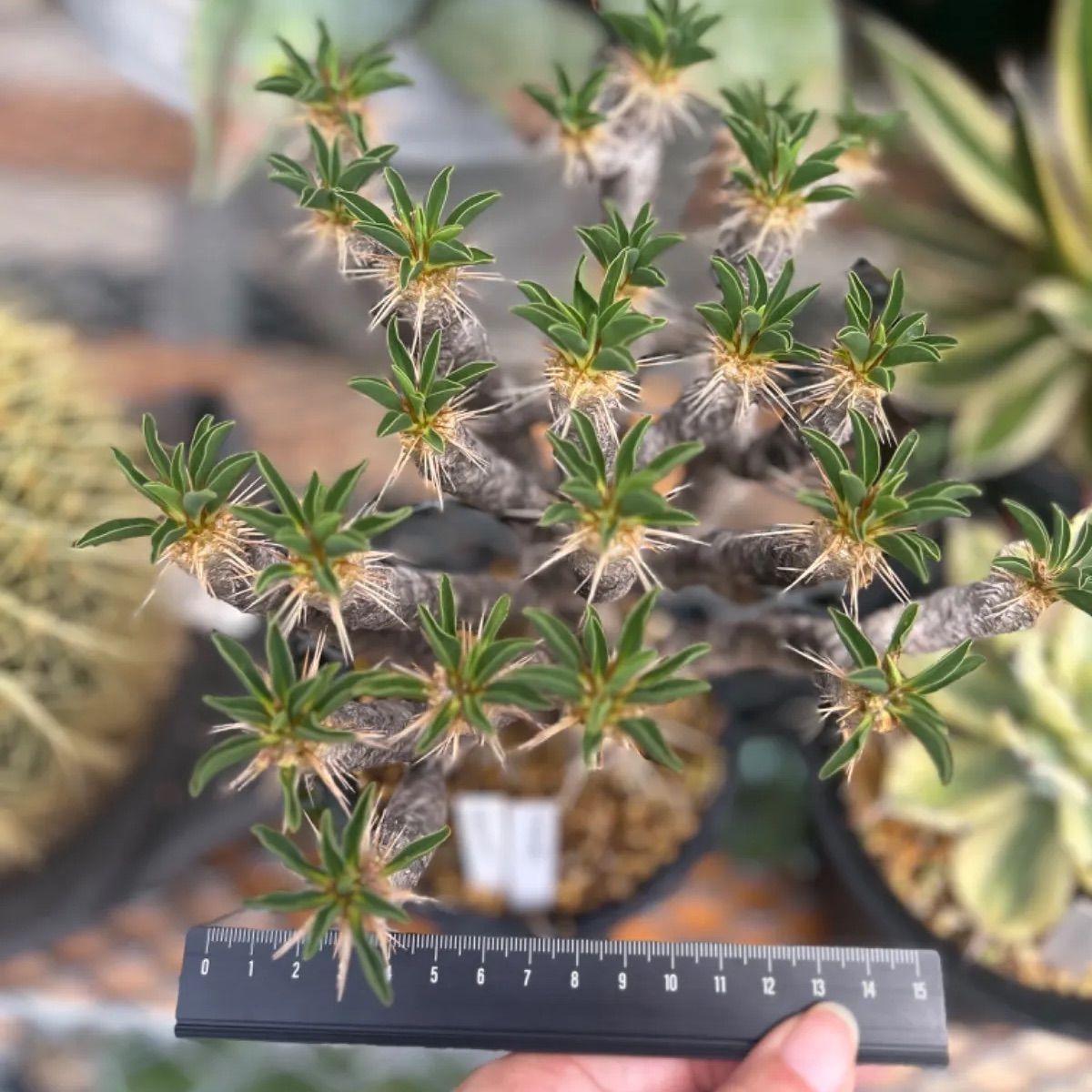 ユーフォルビア ギラウミニアナ〈現地球〉 | N collect plants