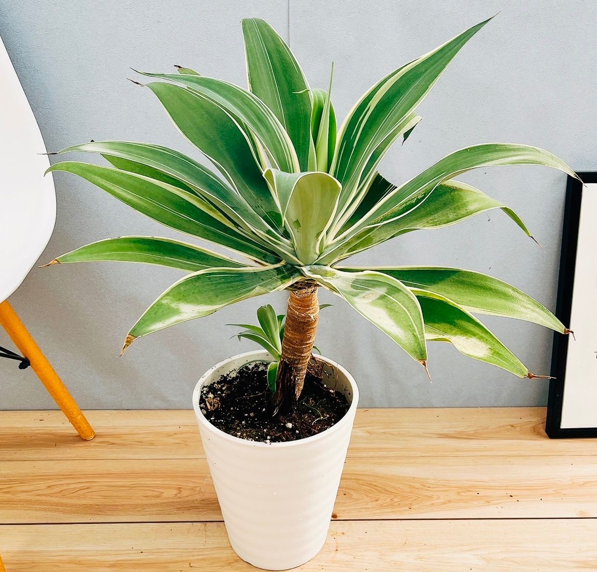 丸型飾り棚 引き出し付 直径40cm 配送