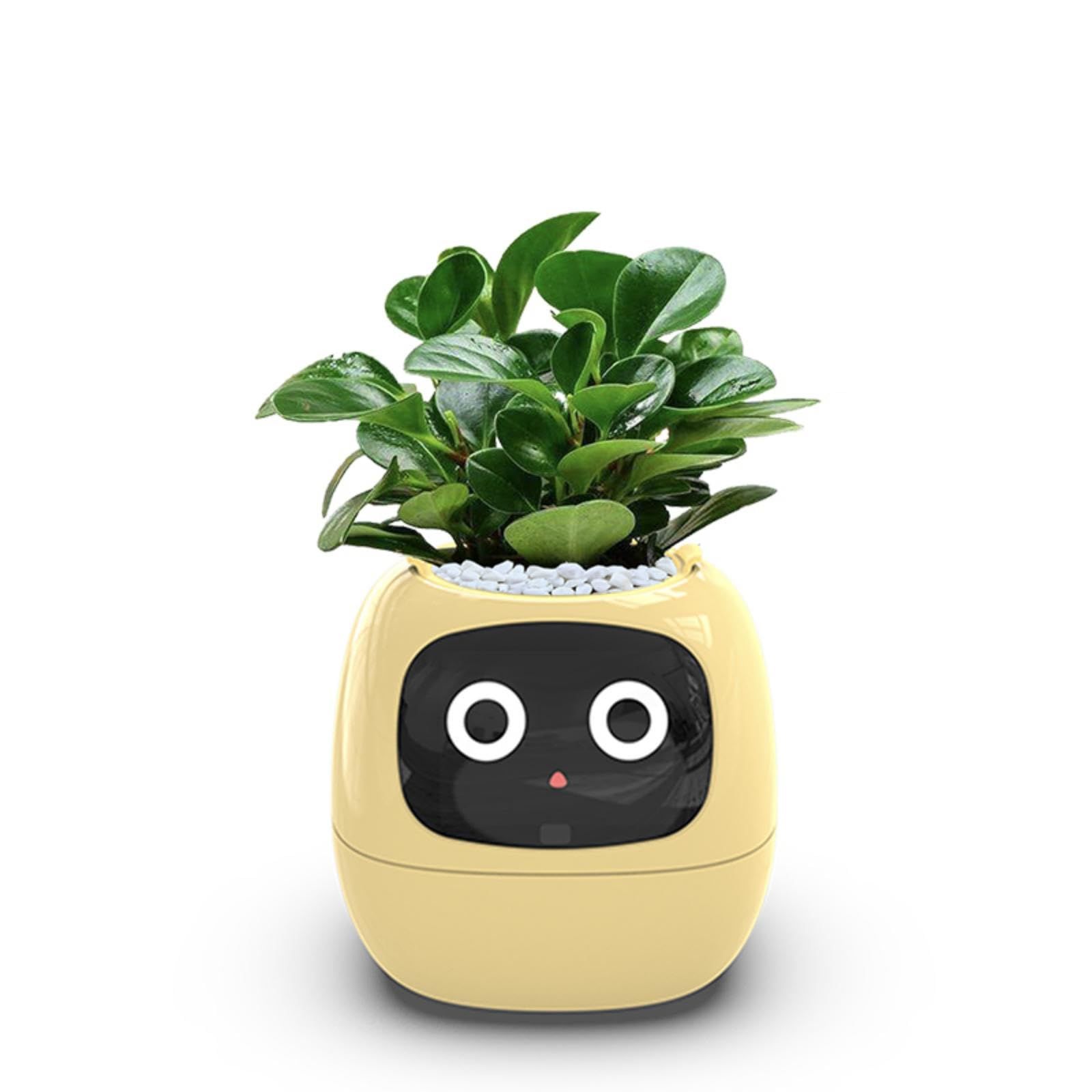 日本語取扱説明書【植物付属ありません】 贈り物 可愛いおしゃれ 小型