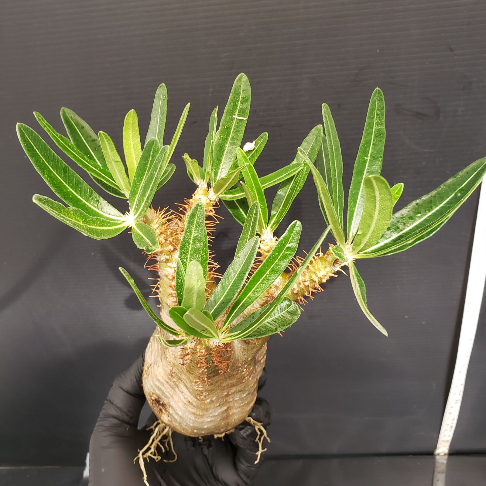 myhobさん専用！！ パキポディウムグラキリス