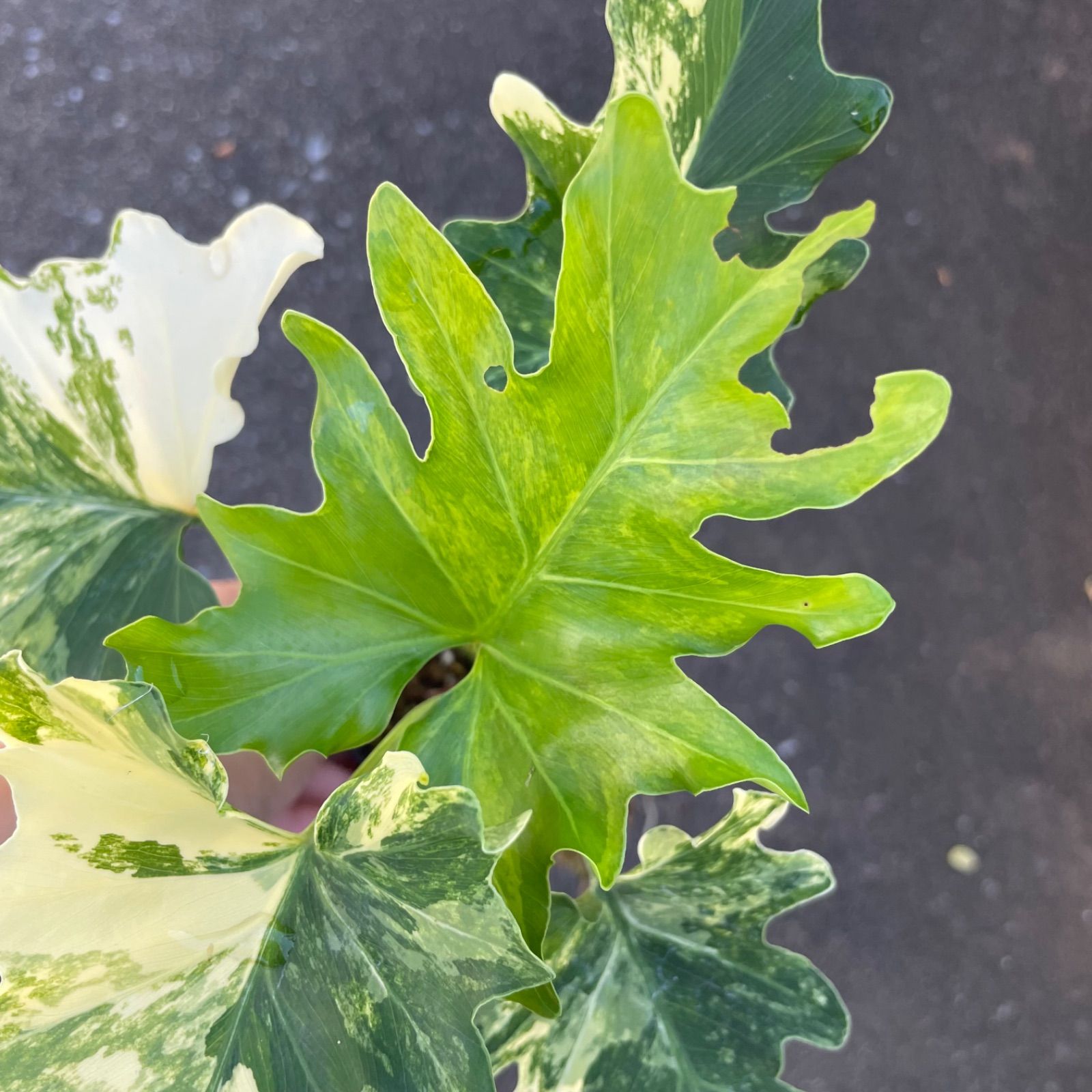 フィロデンドロン セローム 極斑入り フィロデンドロン セローム 斑入り | GREEN LUCK