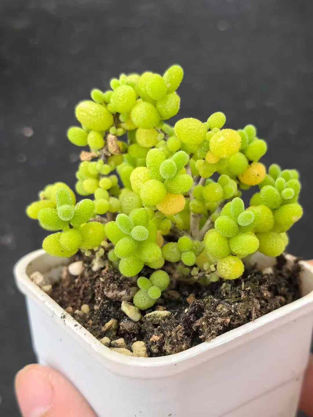 32鉢の土鉢付きセット ドロサンテマム グロボーサム 多肉植物 佐川急便発送 エケベリア 韓国苗 MY733