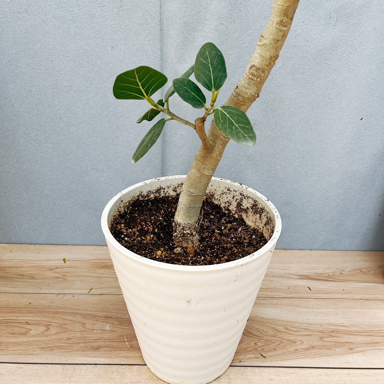 現品］16番 フィカス ベンガレンシス 曲がり 8号 観葉植物 室内 大型