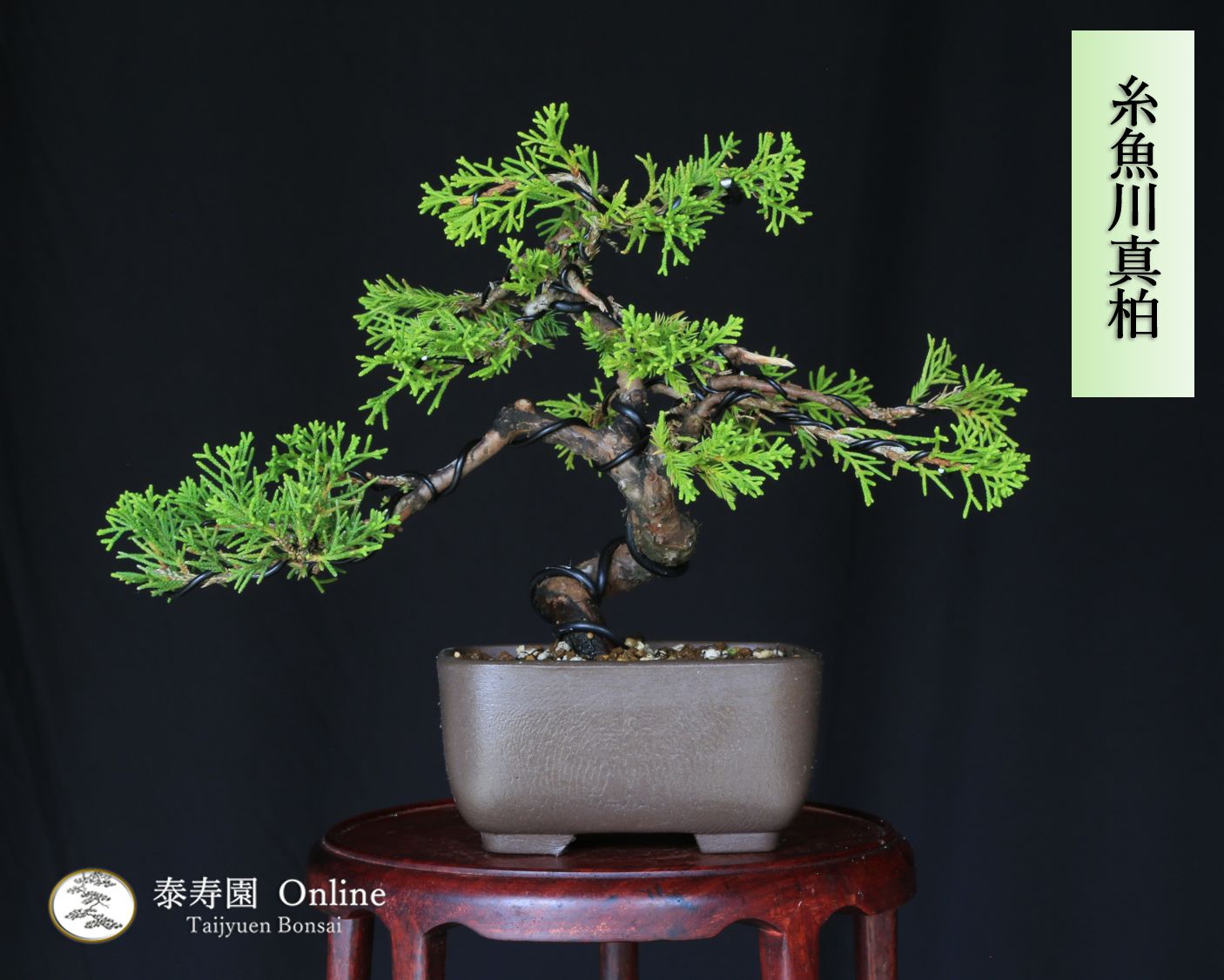 糸魚川真柏（捻転幹・ジン・シャリ）【泰寿園 Online】現品 一点物 真