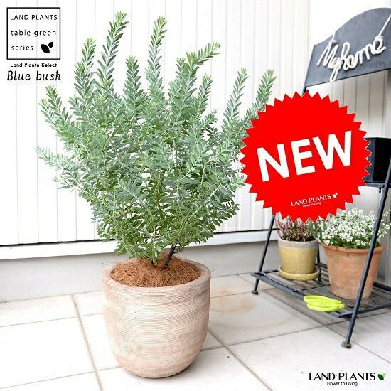 最終値下げ 九谷焼 銘 九谷正三 絵 変わり 赤絵 3点揃い 六角鉢 盆栽鉢