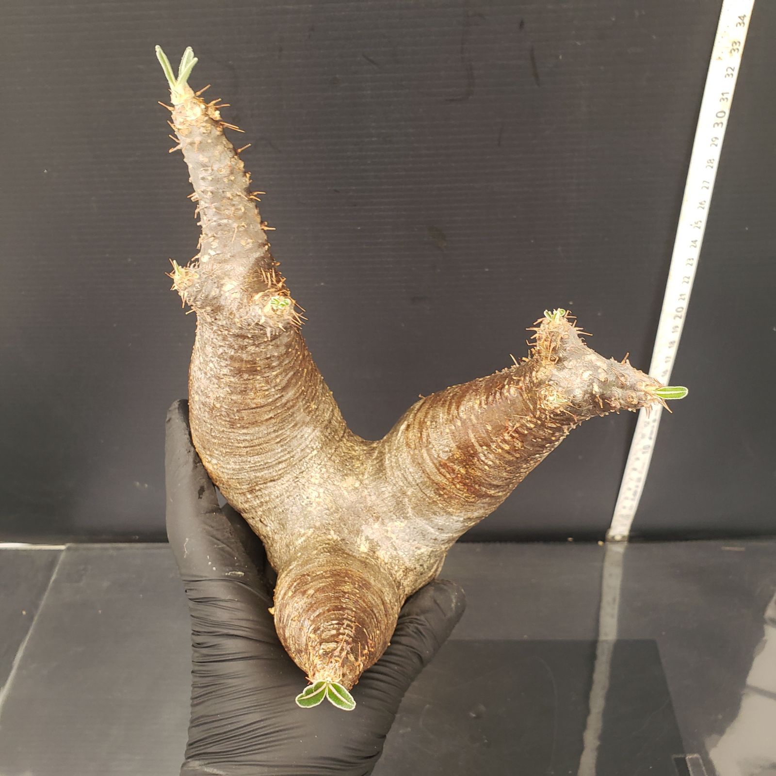 現品限り】パキポディウム・マカイエンセ【H27】 Pachypodium