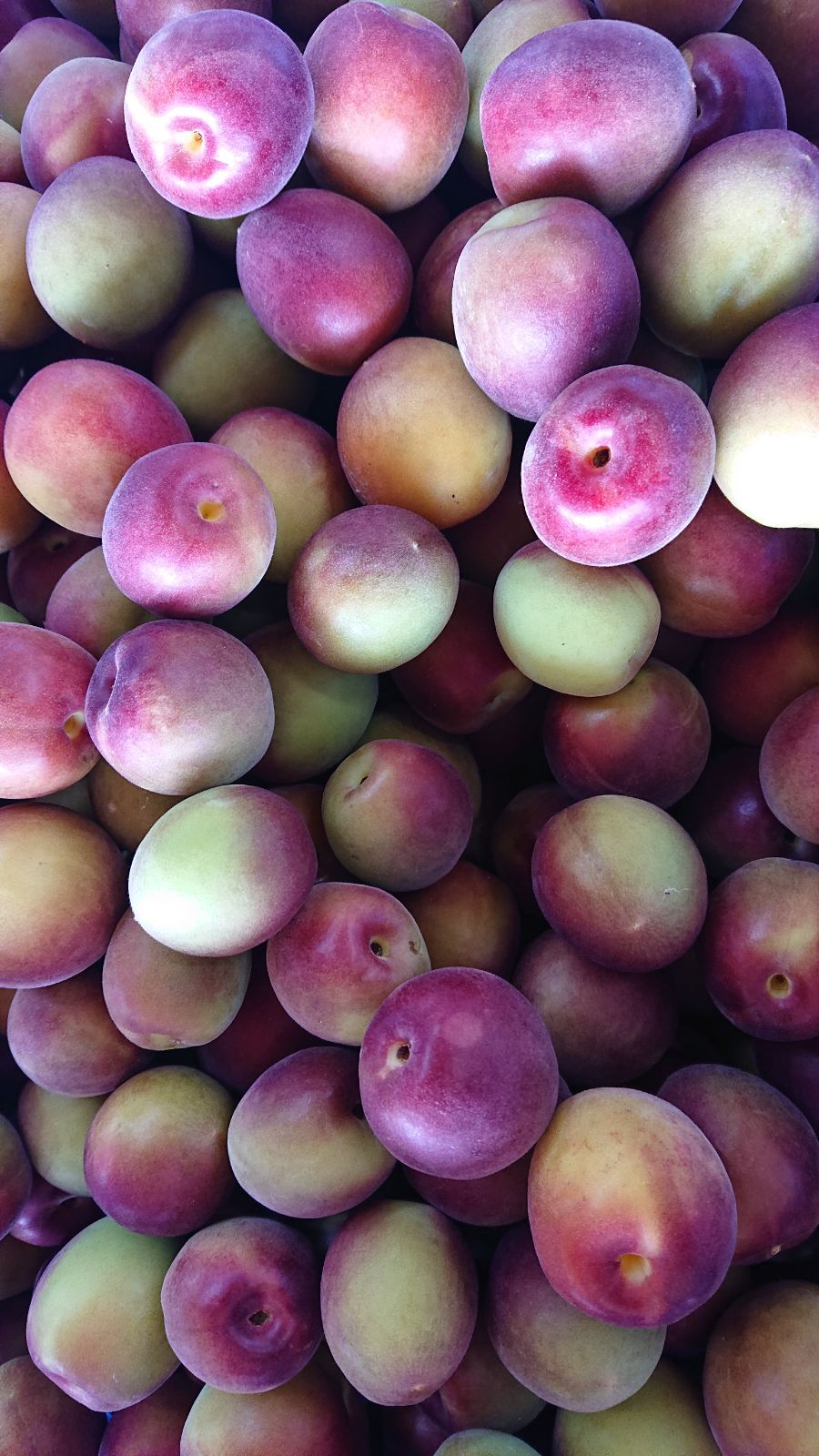 和歌山　紫　梅　パープル　10kg 紫梅(冷凍) 10kg 和歌山県産