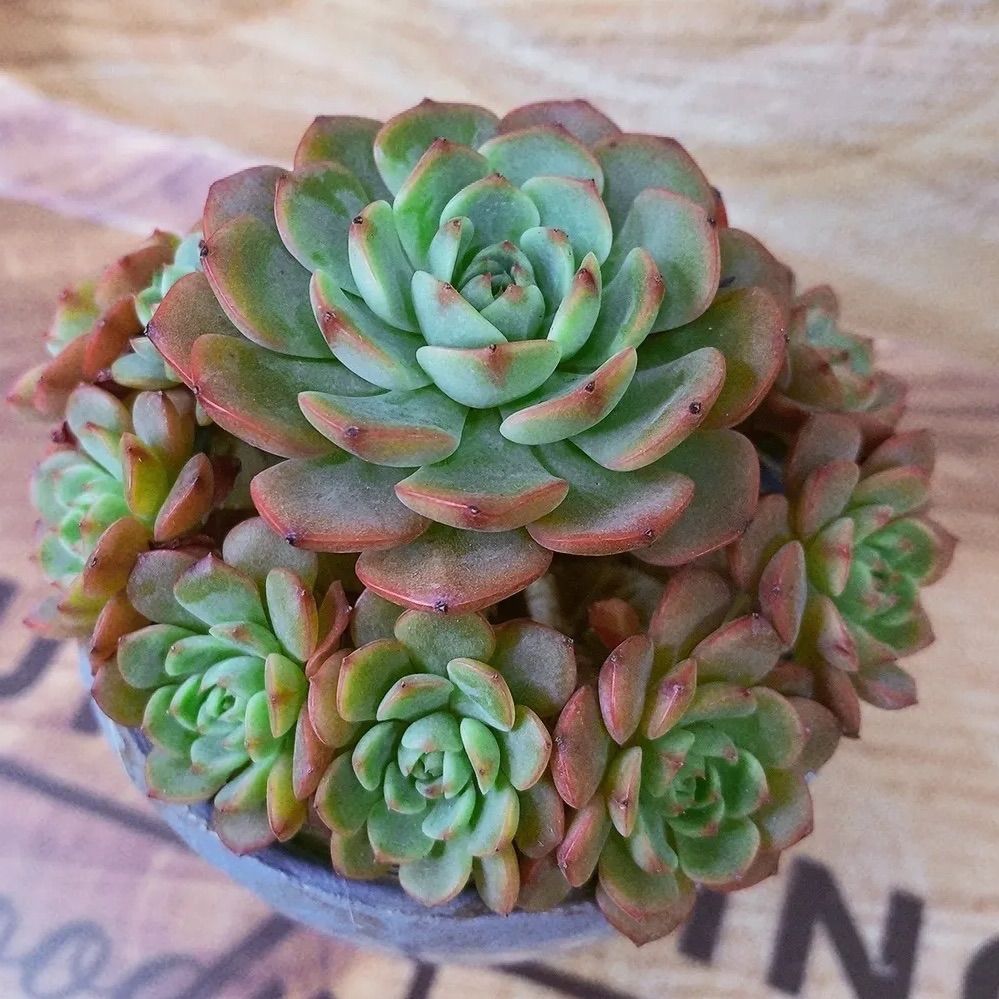 シュガーベイビー 多肉植物 大群生❣美苗❣ - メルカリ