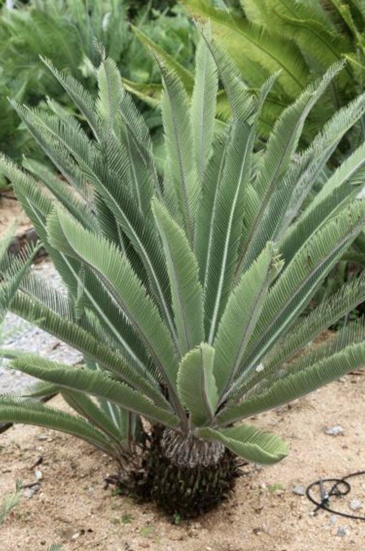 ◇ディオーン・カリファノイ 発根種子！！【1粒】◇Dioon califanoi