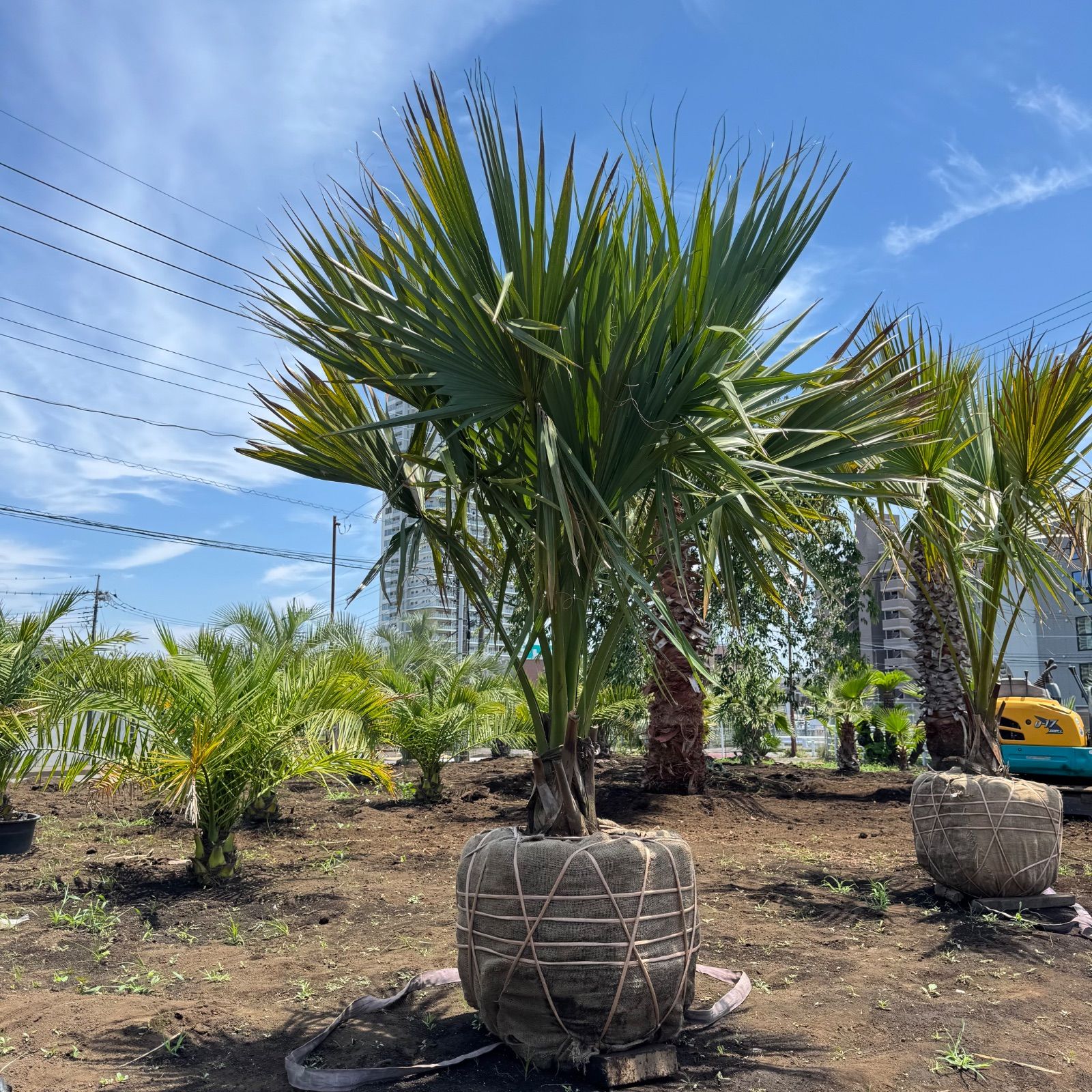 期間限定価格　希少　オニサバル　サバル　カウシアルム　サバルヤシ 希少】サバルヤシ 2.5m - メルカリ