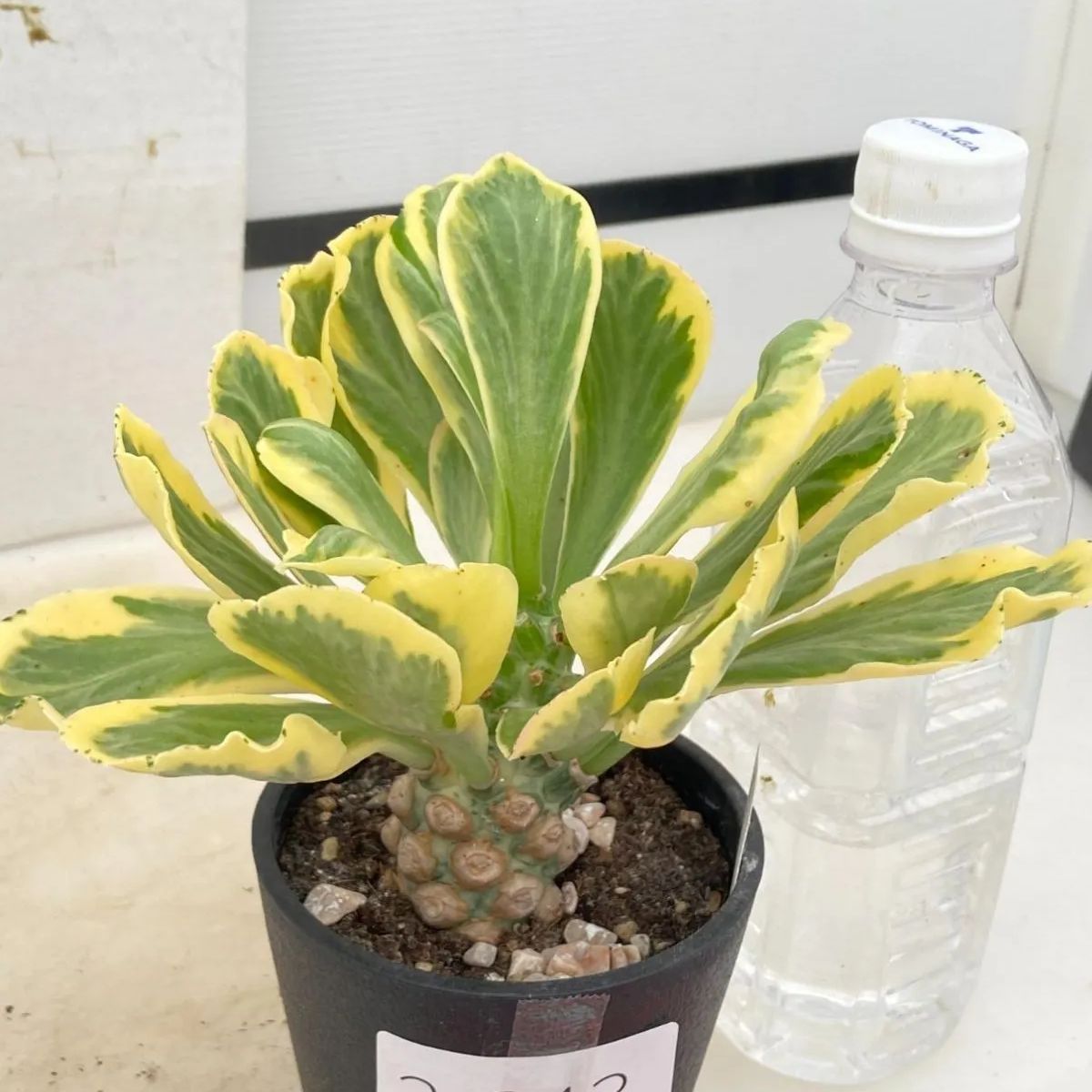 2643 「多肉植物F」ユーフォルビア ポイゾニー 【接ぎ木・発根・Euphorbia poissonii・ポイソニー】 - メルカリ