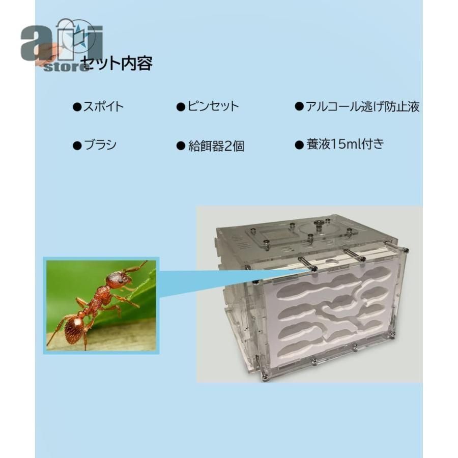 アリ飼育キット 石膏製巣箱 透明アクリル製ケース アリの巣観察