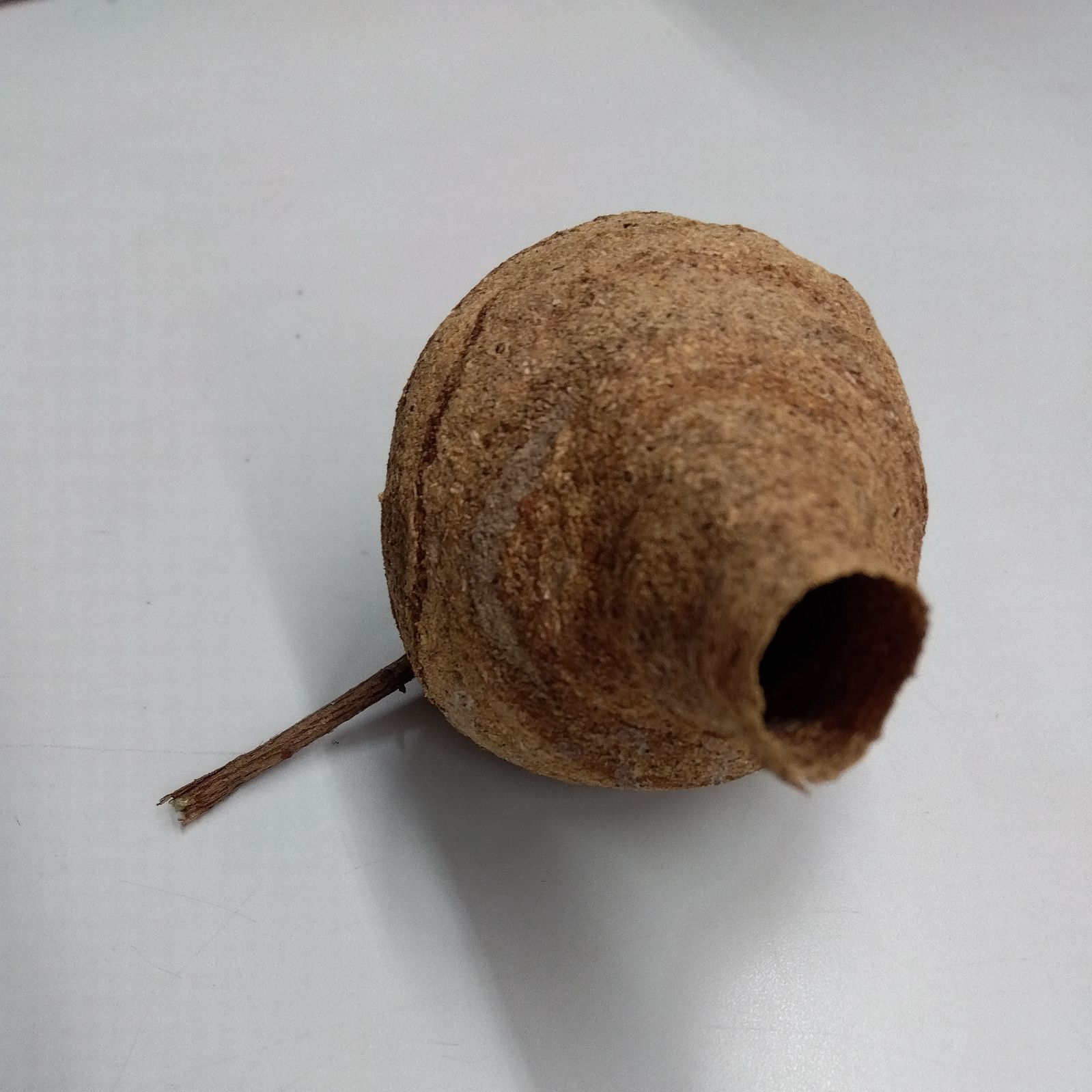 スズメバチの巣 初期 とっくり型 クロスズメバチ標本 セット - メルカリ