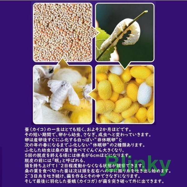 昆虫飼育ケース カイコ観察