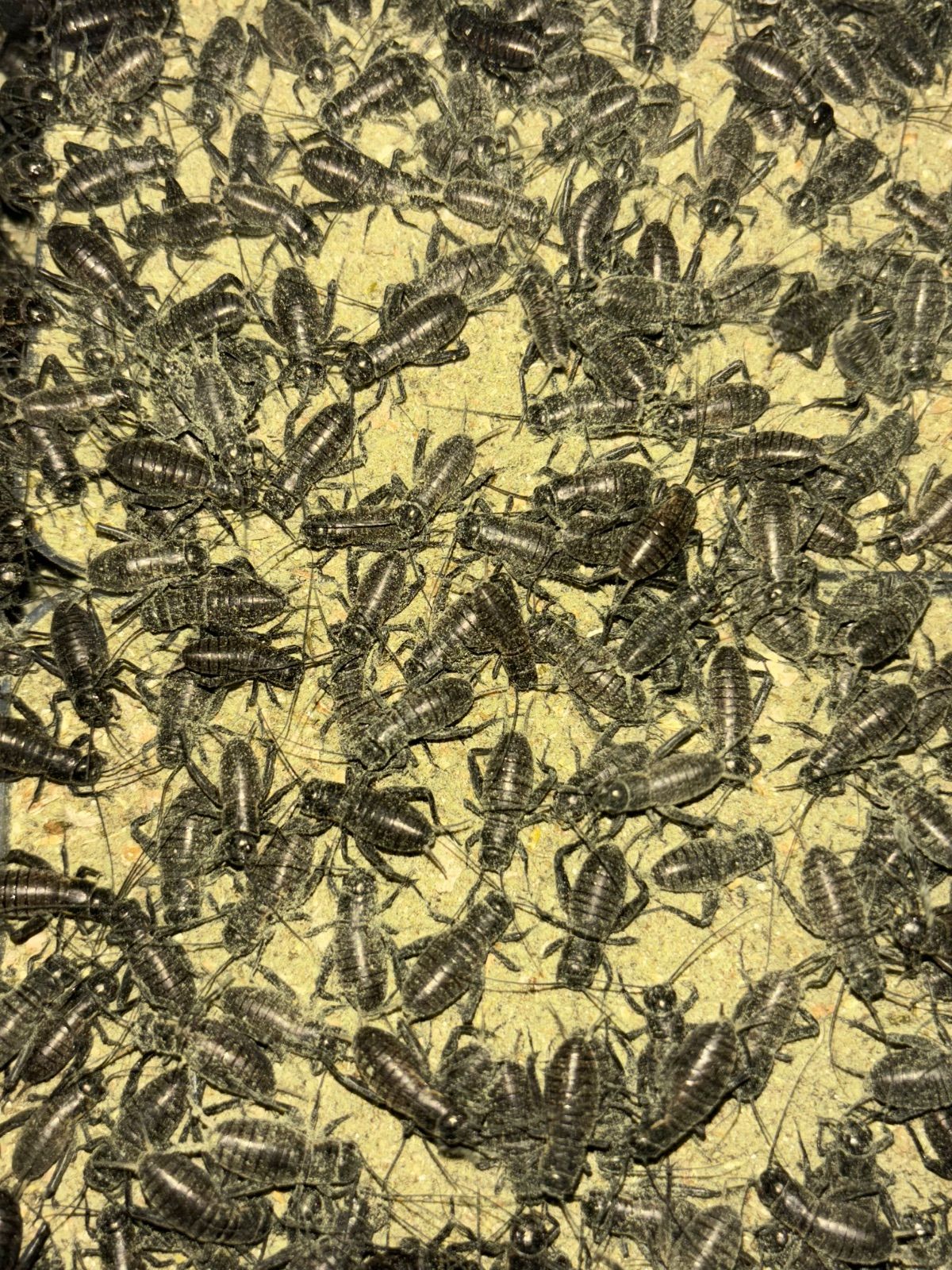 冷凍クロコML約2000匹1kg冷凍コオロギ 冷凍クロコML約2000匹1kg冷凍コオロギ