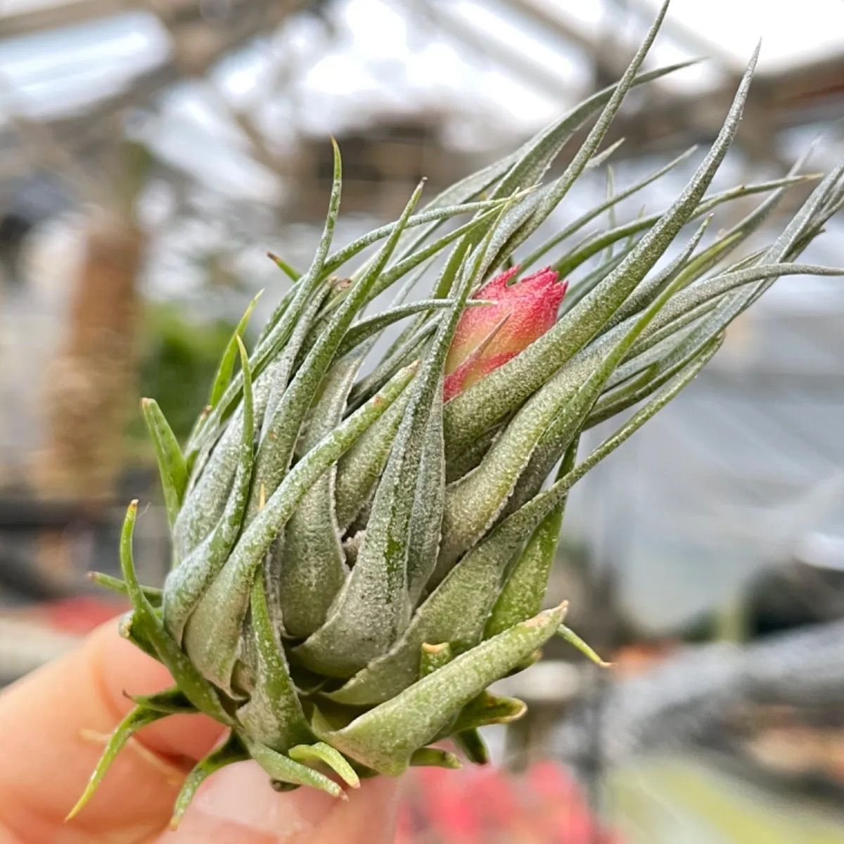 オープンタイプ！＊チランジア カウツキー Tillandsia kautskyi 芸術的