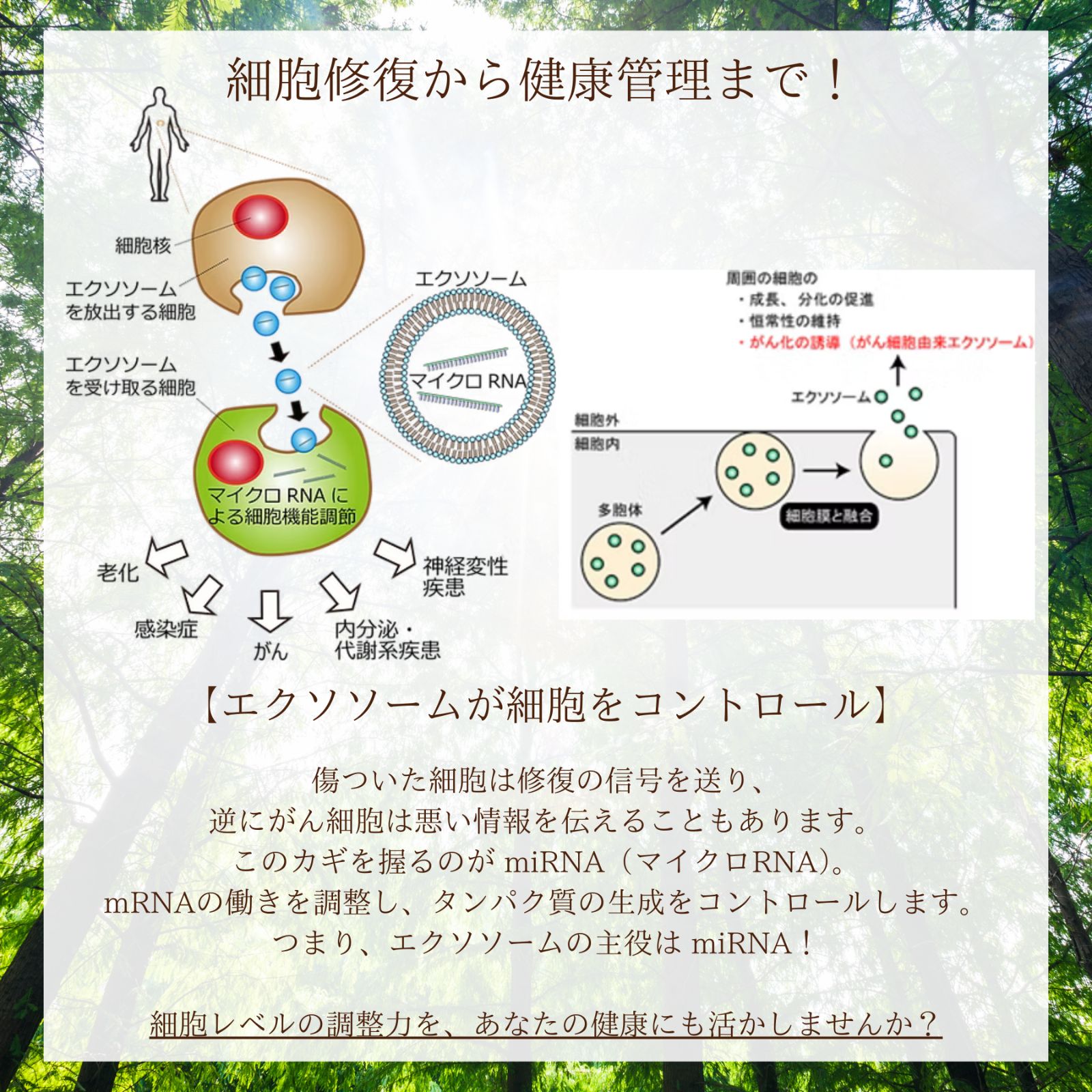 日々の生活をアップグレード】お試し3本セット 生エクソソームで毎日の