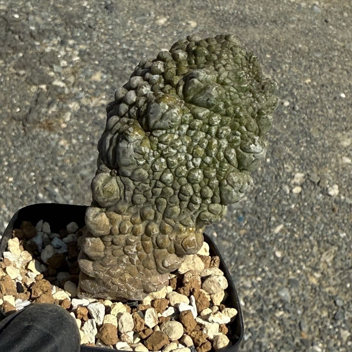 ☆M36☆ 珍品 プセウドリトス ハラルドヘラヌス 抜き苗発送【速達付】 Pseudolithos harardheranus プセウドリトス ハラルドヘラヌス