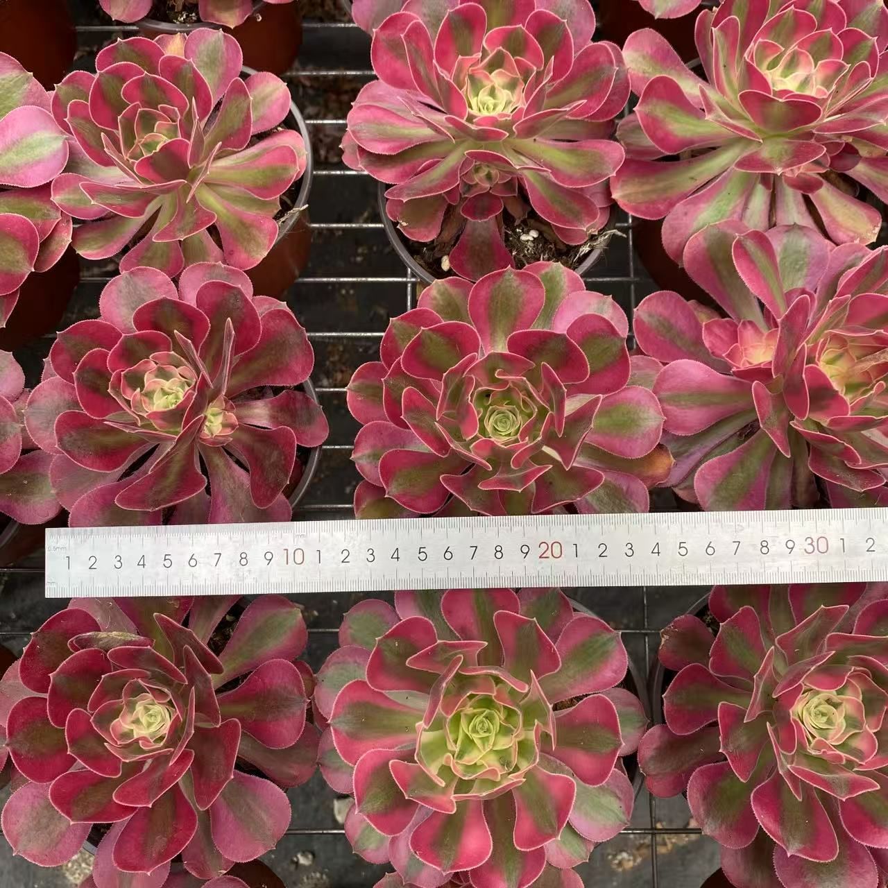 ZM1527×32 ピンクウィッチ 抜き苗 多肉植物 アエオニウム