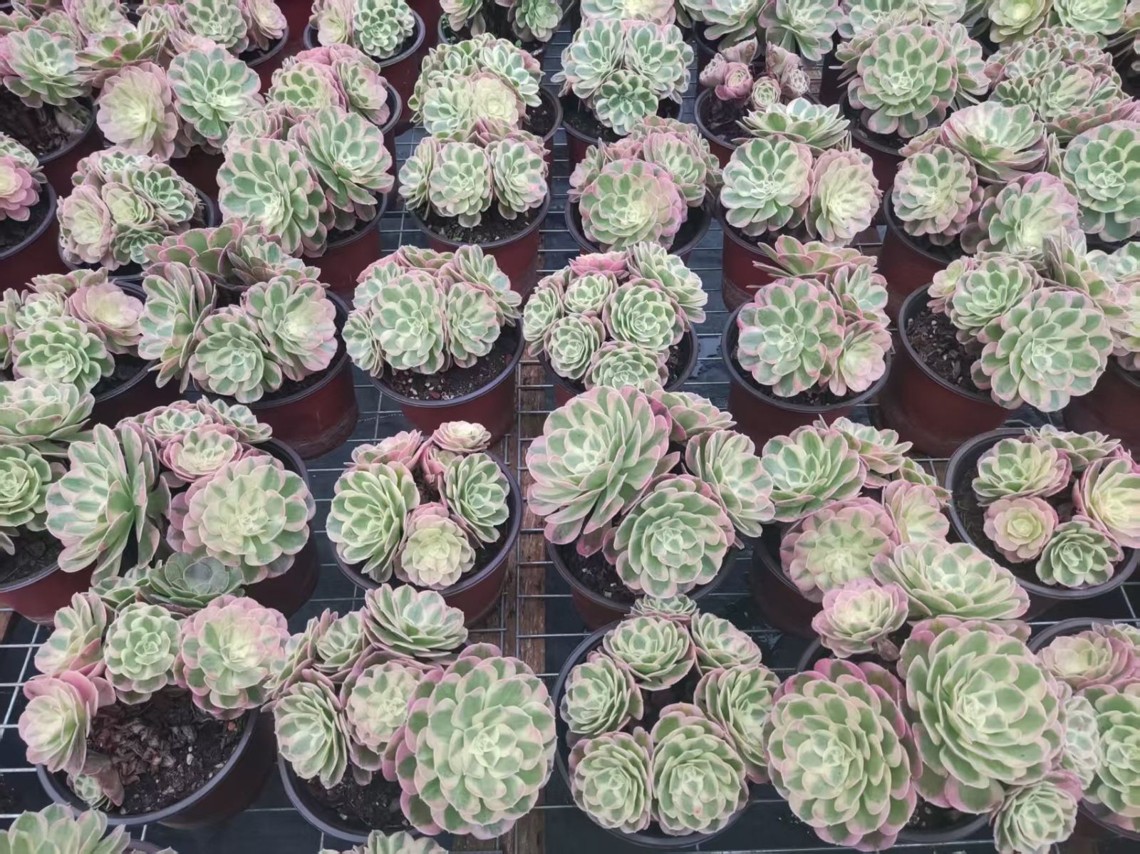 K*Z様 15種類セット K1483×105苗 土付き 詰め合わせ 多肉植物