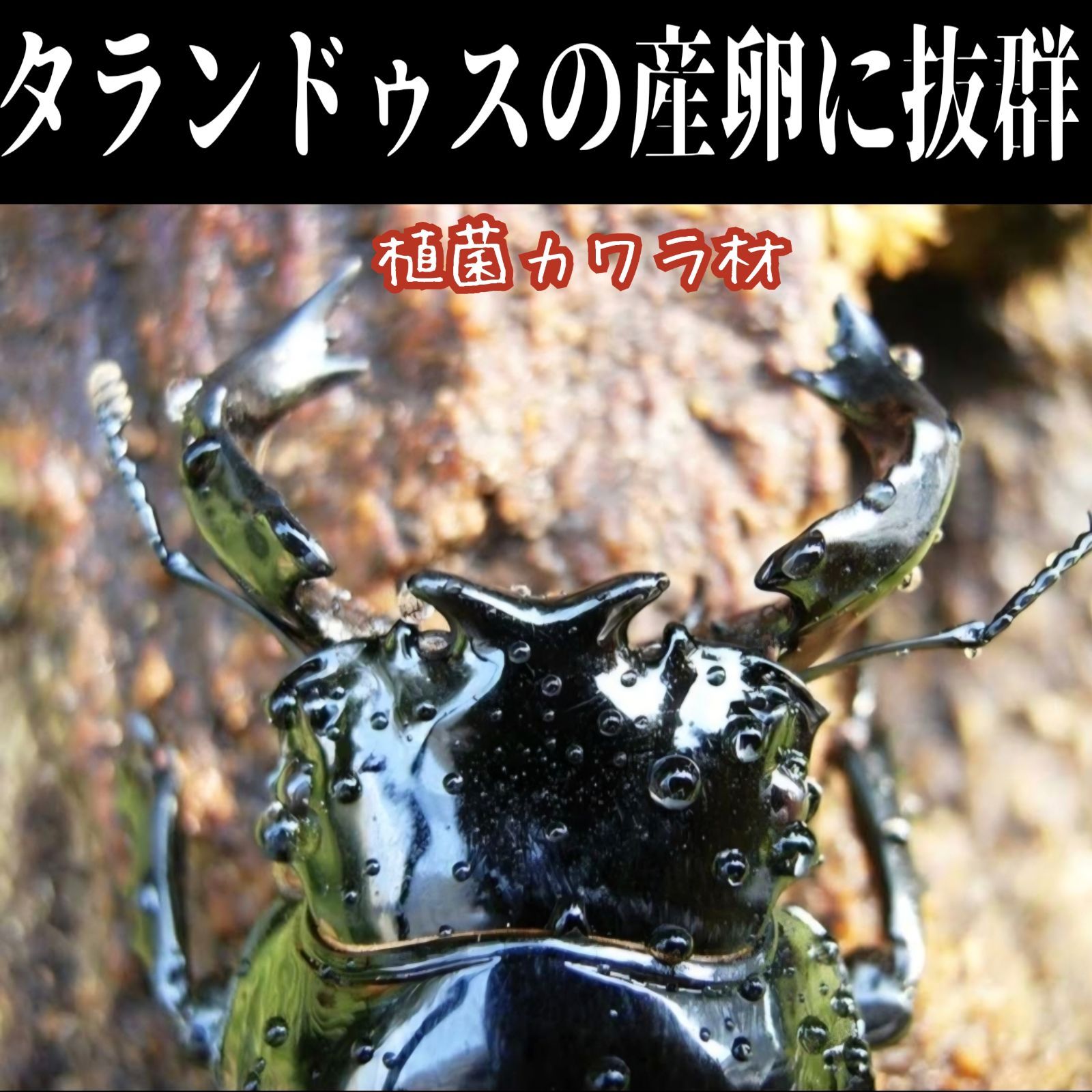 これが1番よく産みます！ クワガタの産卵木 植菌カワラ材 カビない