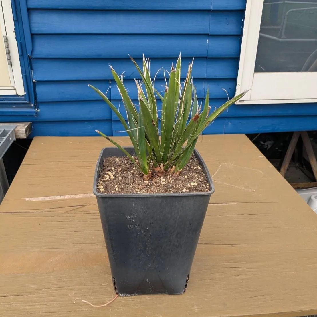 子株付き】 【鉢ごと発送】 8号鉢：ユッカ カルネロサーナ Yucca