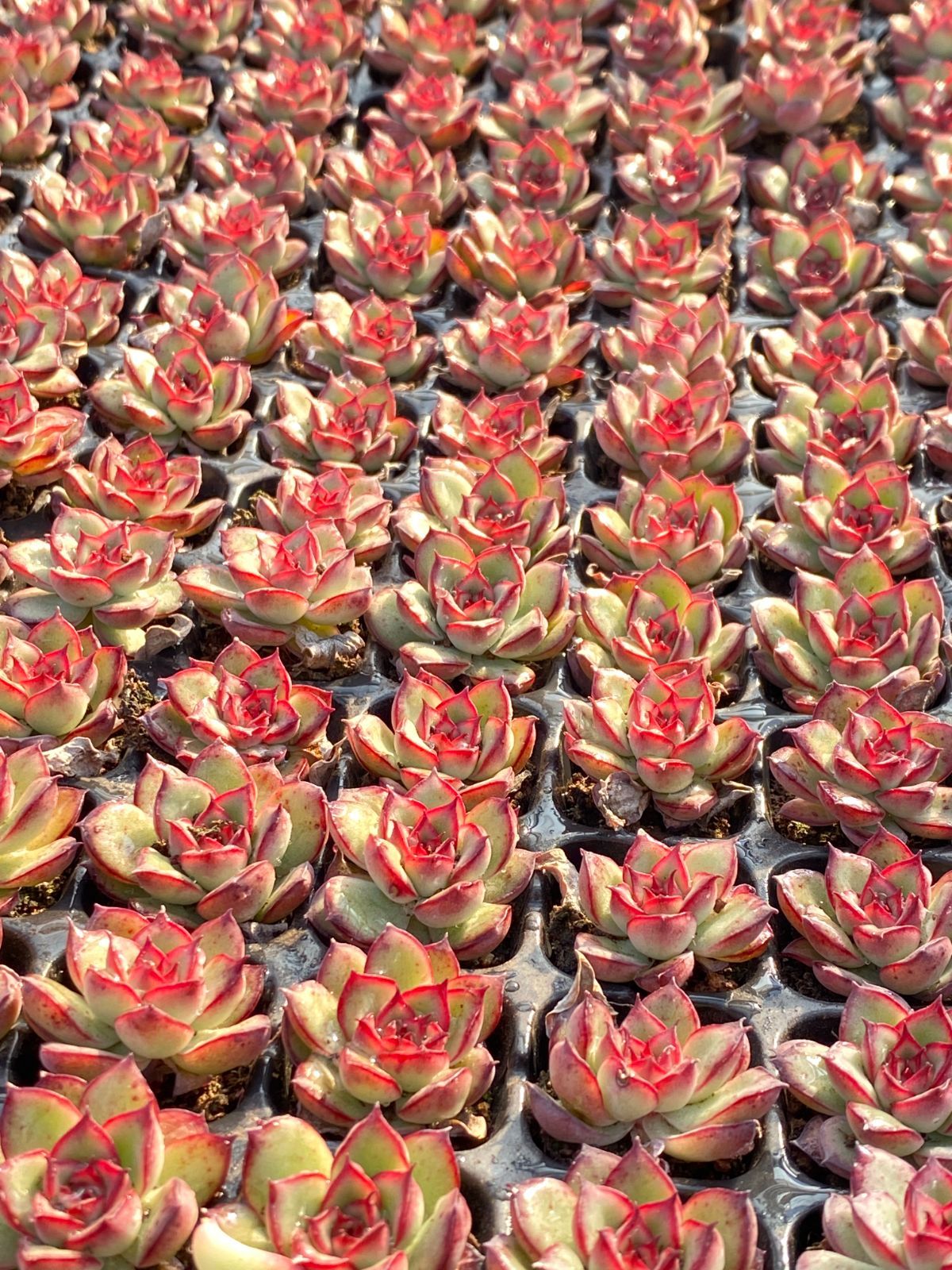 ヤマト発送 XP219×128苗 土付き 販売済み 詰め合わせ 多肉植物