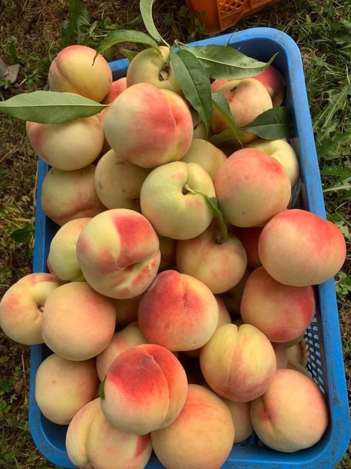 約　5kg　硬い桃　山梨県産　冷蔵便発送　đào cứng 約 3.0kg 硬い桃 山梨県産 冷蔵便発送 đào cứng - メルカリ