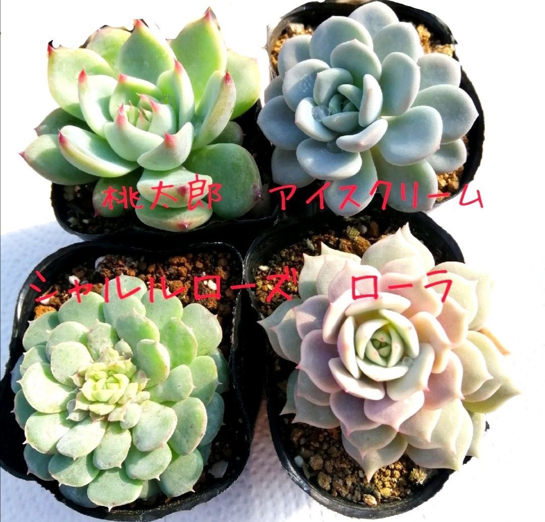 限定価格！アイスクリーム＆ローラ＆桃太郎＆シャルルローズ！多肉植物