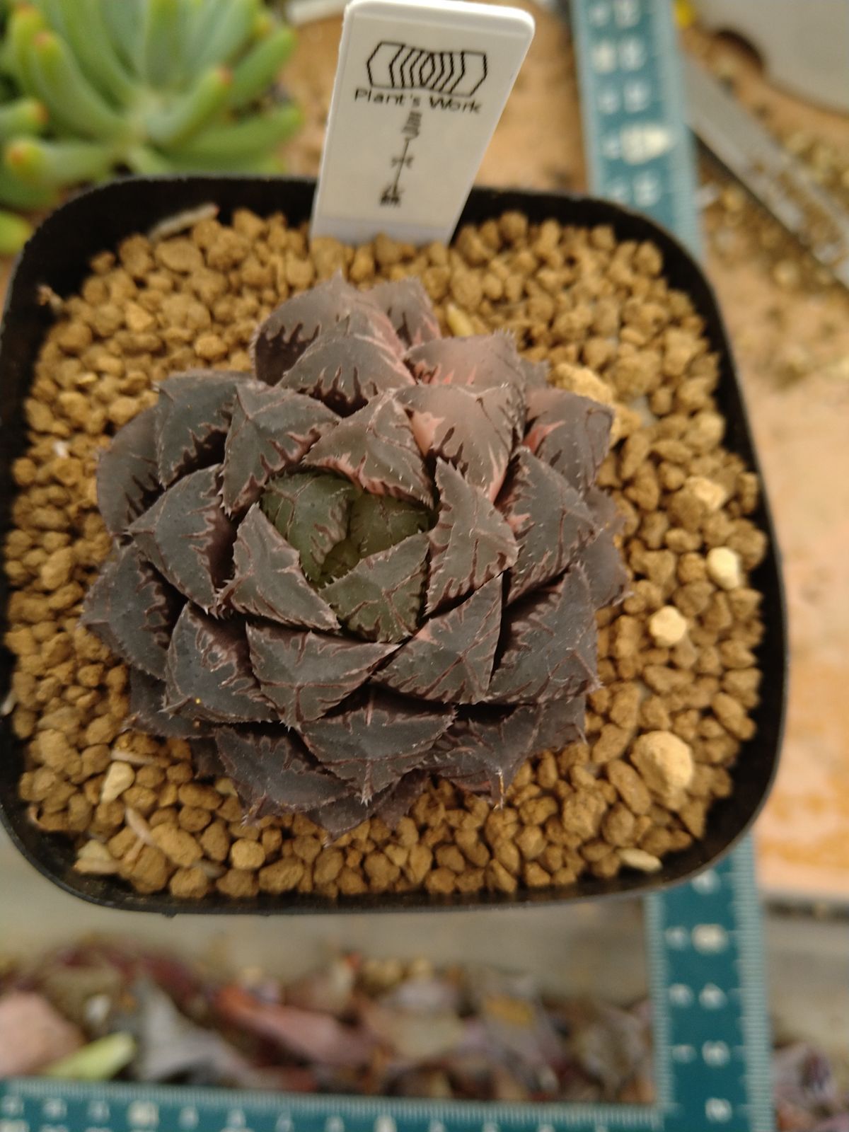 ミラーボール錦 ハオルチア 多肉植物 - メルカリ