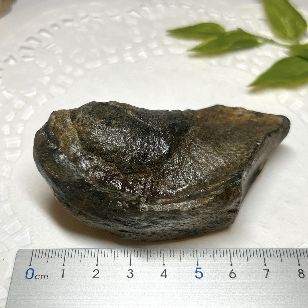 鯨耳　ミンククジラ　耳 E15079】クジラ耳化石 クジラ 耳 化石 新生代第三紀中新世