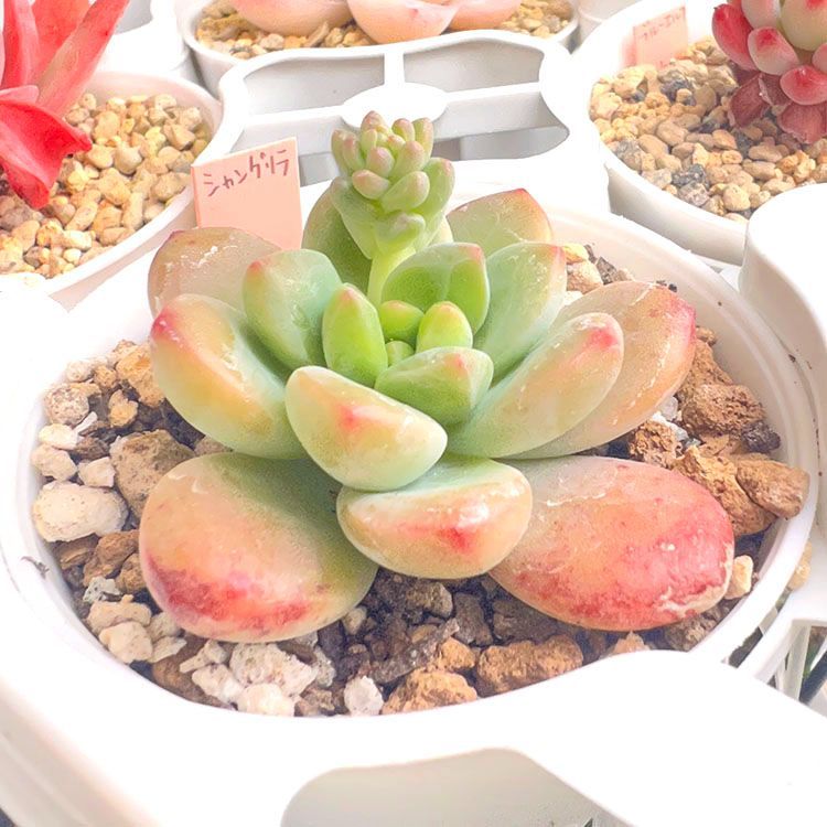 2022年製 新品】 韓国苗 多肉植物 ペリドット 3カット | www