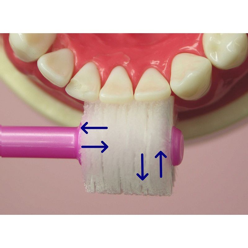 【6本セット】POPOTAN 優 360度毛 歯ブラシ たんぽぽの種 極細毛 舌ブラシ 歯茎マッサージ 歯ブラシ 歯磨き ぽぽたん 日本製