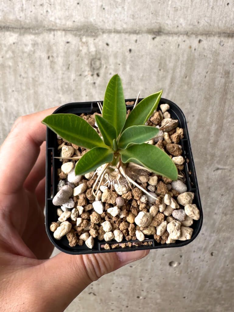現品限り】ユーフォルビア・ギラウミニアナ【AB46】 Euphorbia