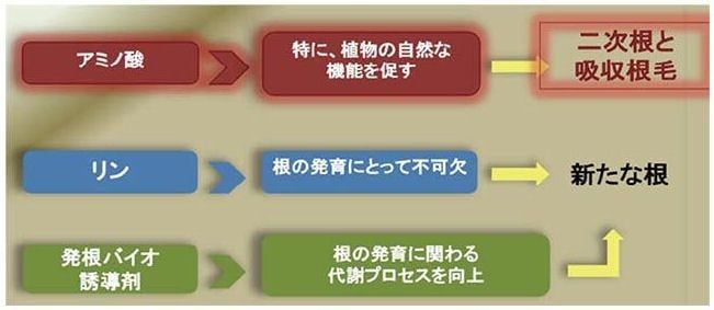 ライゾー