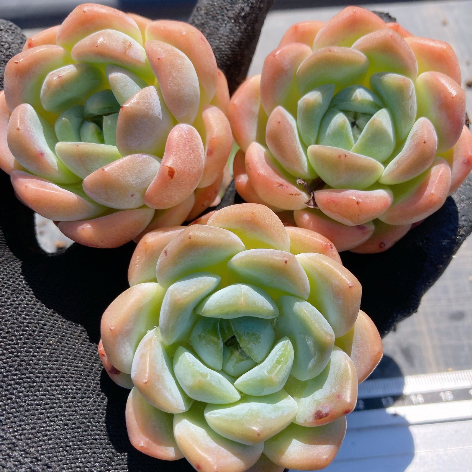 多肉植物☆ルビーリング☆ - メルカリ