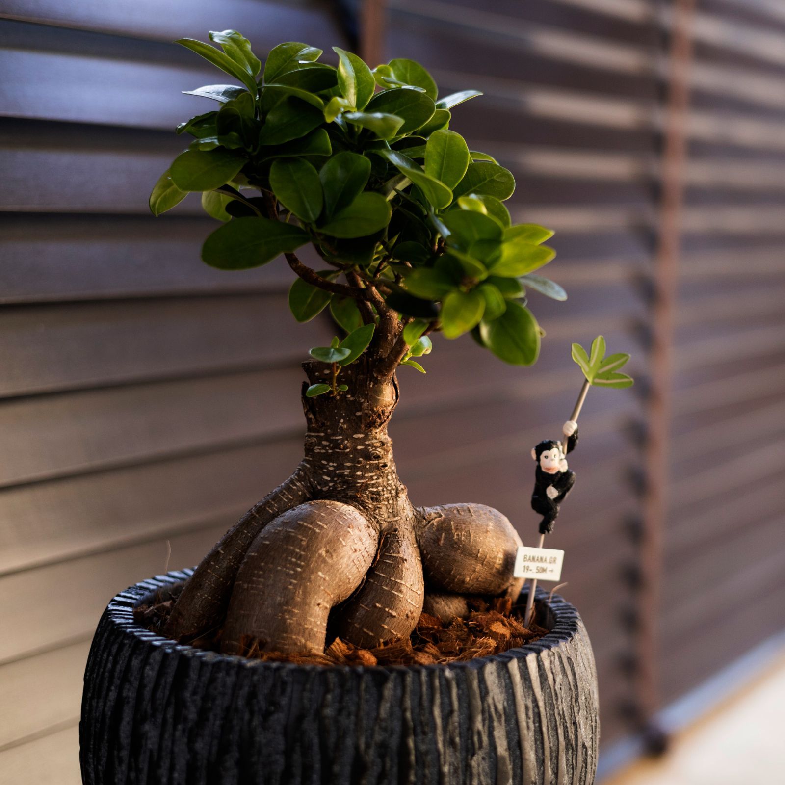 運気UP ガジュマルの木 7号 陶器鉢 ピック付 観葉植物 ガジュマル 多幸の木 F - メルカリ